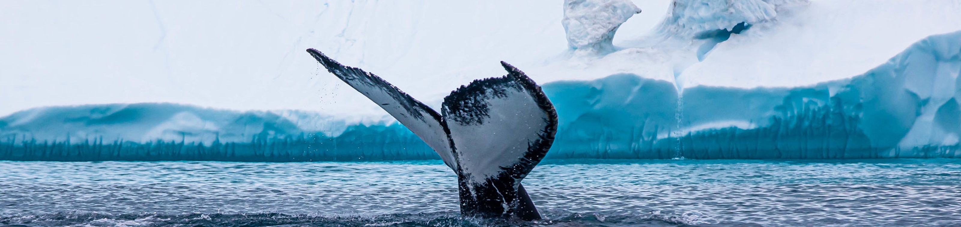 Expeditie cruise Groenland, Newfoundland en St Lawrence Rivier 