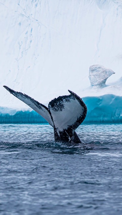 Expeditie cruise Groenland, Newfoundland en St Lawrence Rivier 