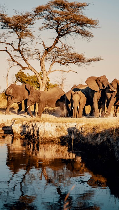 Safari - Groepsreis Sebatana Private Reserve, Zuid Afrika