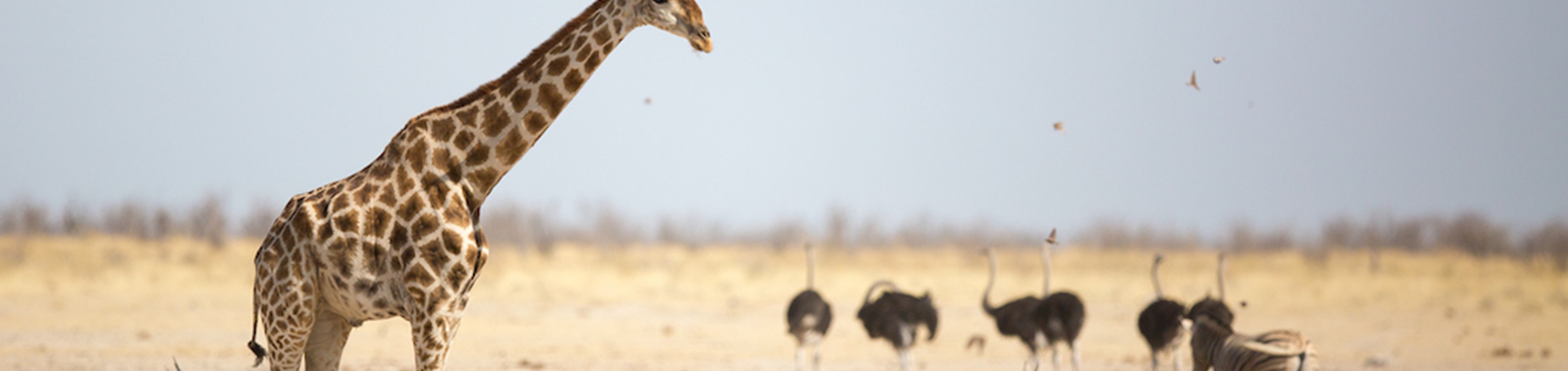 De Grote Rondreis Namibië - Selfdrive 20 dagen