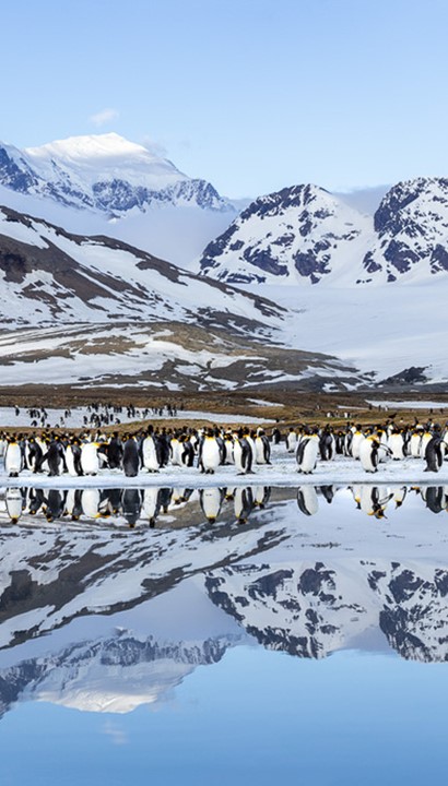 Expeditiecruise: South Georgia & de Falklands