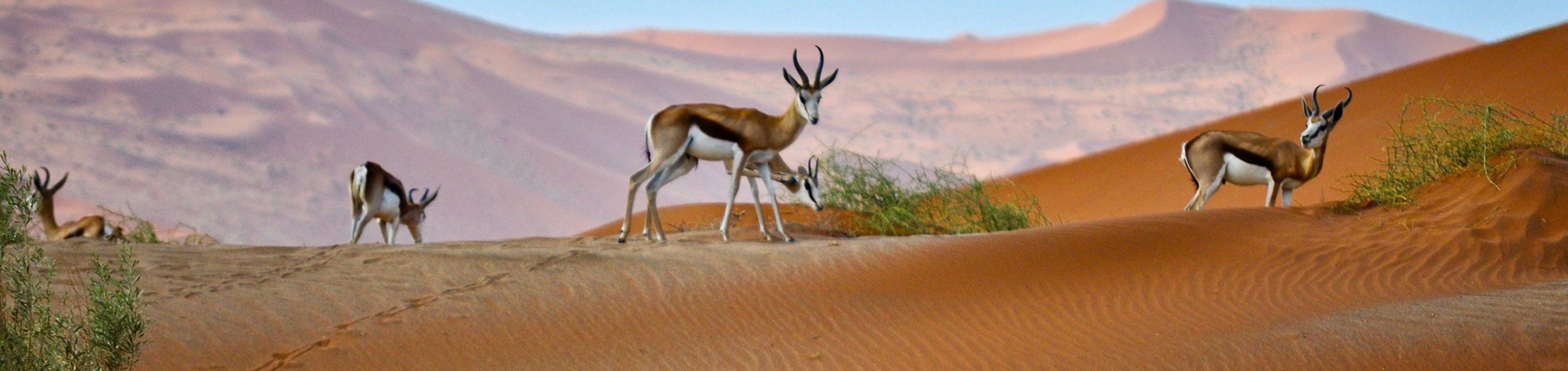 Namibië Klassiek - Standaard - Selfdrive 15 dagen