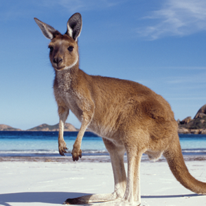 Australië