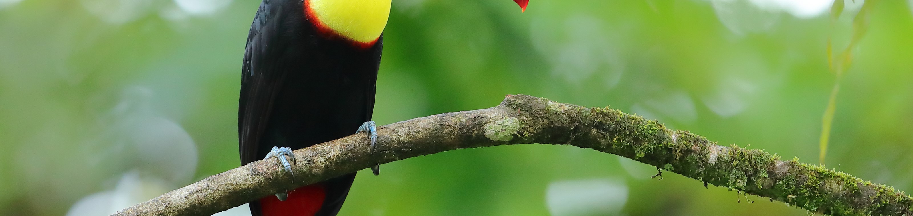 15 daagse begeleide rondreis Costa Rica - Vertrek 4/12/2025