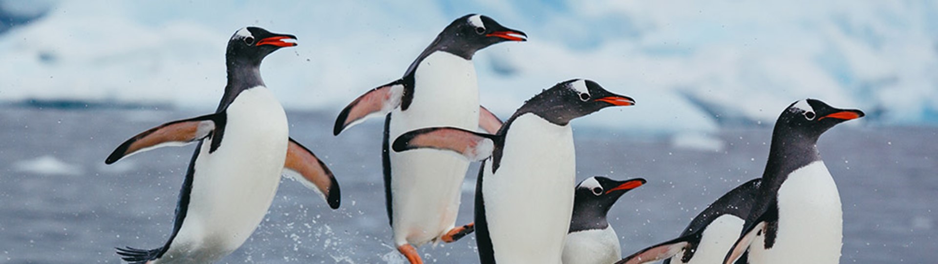 Ontdek het ongekende: Van Antarctica tot de Amazonerivier met Hapag-Lloyd Cruises