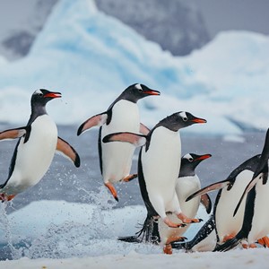 Ontdek het ongekende: Van Antarctica tot de Amazonerivier met Hapag-Lloyd Cruises