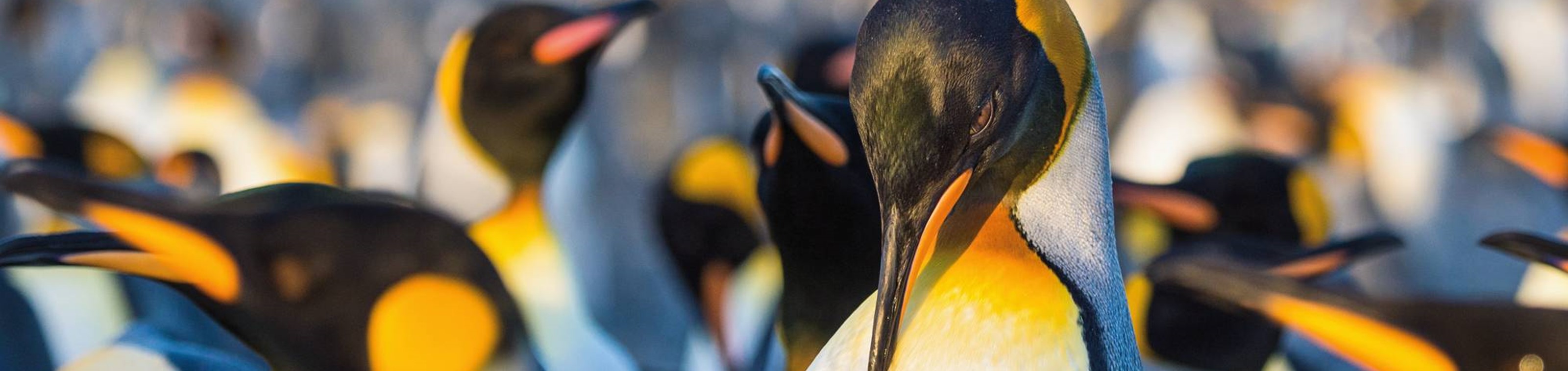 Expeditie Antarctica 20 dagen in 2027: Intense Wereld van Wildlife