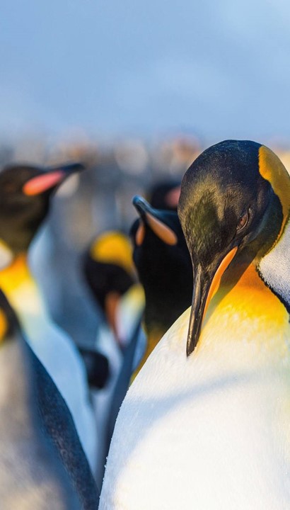 Expeditie Antarctica 20 dagen in 2027: Intense Wereld van Wildlife