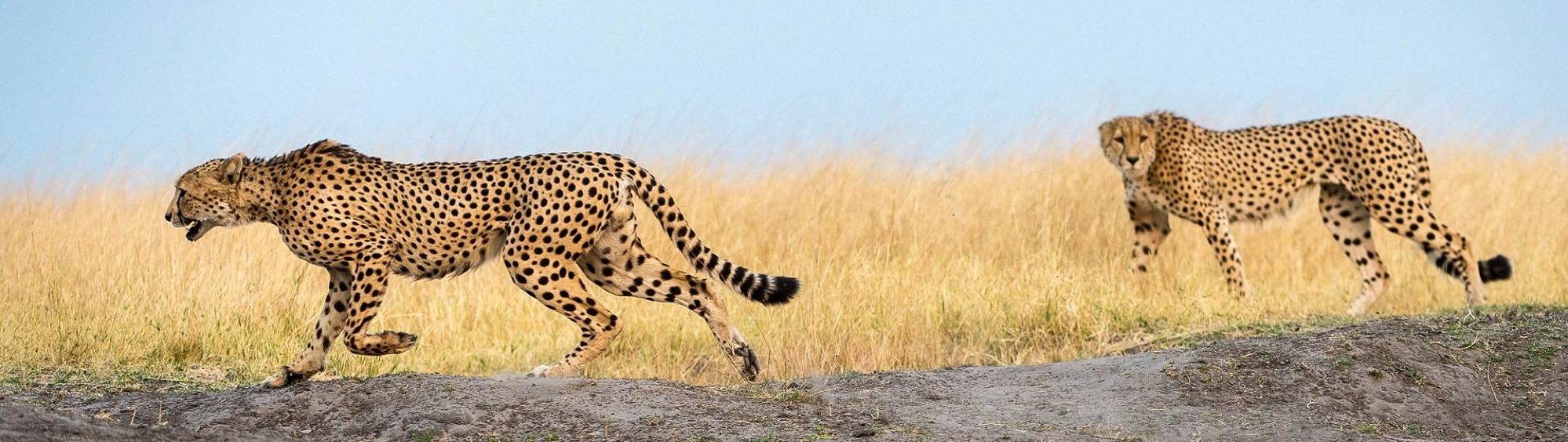 Safari studiereis