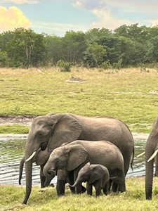 Safari studiereis