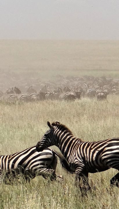 Safari in het land van de Masai en Hakuna Matata Zanzibar