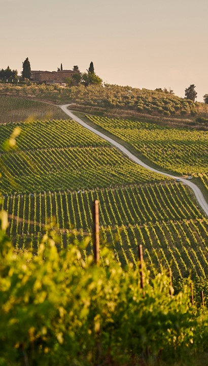 Cultuur en wijnreis naar Verona, Garda, Valpolicella, Soave & Bologna