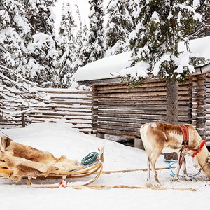 Begeleide reis Fins Lapland 12 maart 2026