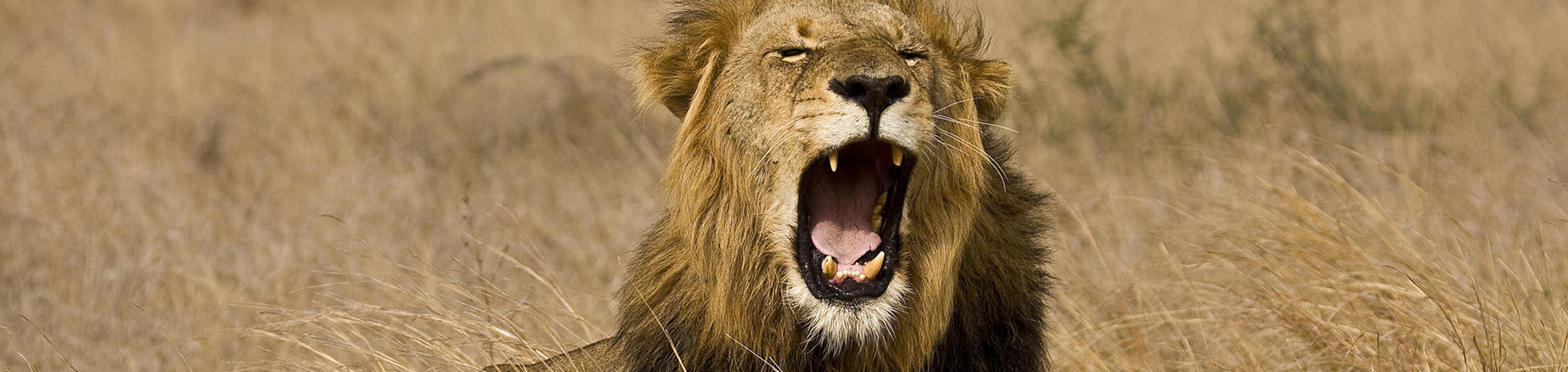 Straffe Safari Promo: Krugerpark Zuid-Afrika  - November 2023