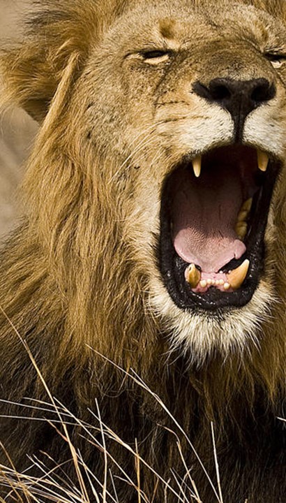 Straffe Safari Promo: Krugerpark Zuid-Afrika  - November 2023
