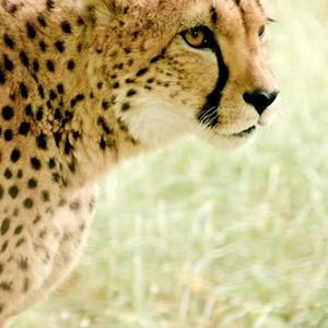 Africa it is
