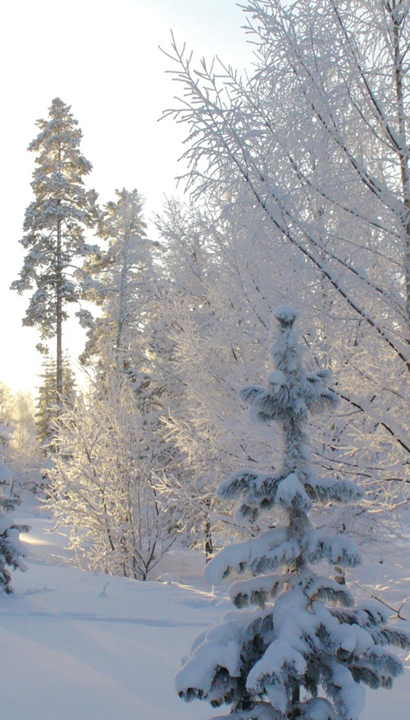 Het beste van Lapland, Noorderlicht & Snowvillage