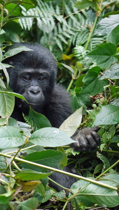 14-daagse rondreis Oeganda 'Kabaka Gorilla'
