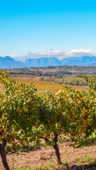 11-daagse wijnreis Zuid-Afrika met optionele 5- daagse safari voor groepen
