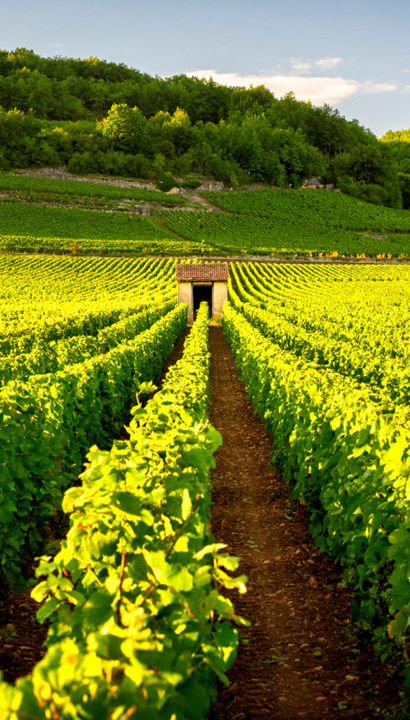 4-daagse romantische wijnreis in Bourgogne